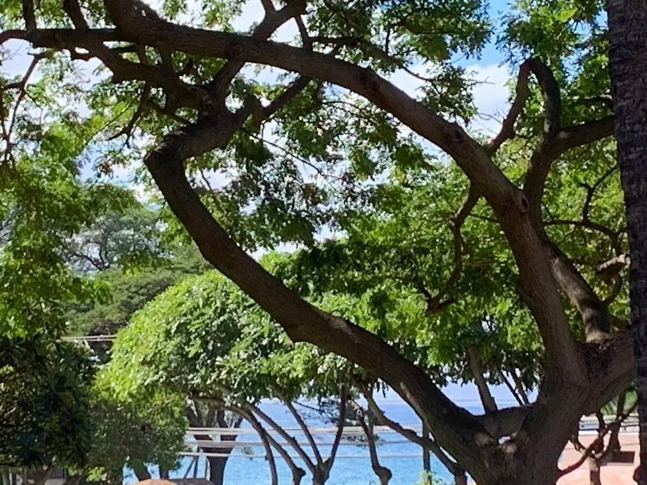 Apartment Maui Vista. 1 Bedroom Fully Furnished Condo Across From Kam 1 Beach. Walking Distance To Restaurants And Shops. Kihei