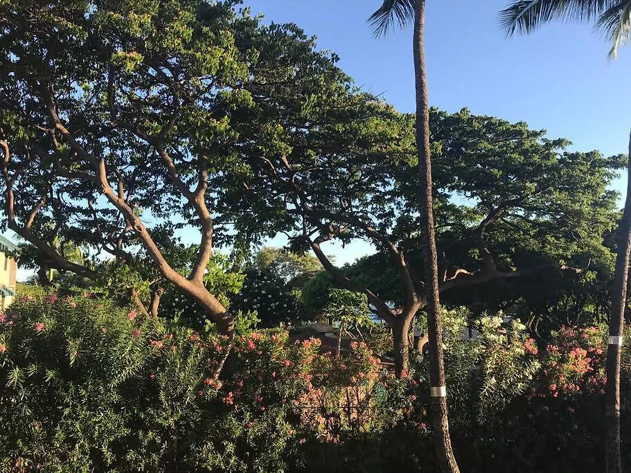 Maui Vista. 1 Bedroom Fully Furnished Condo Across From Kam 1 Beach. Walking Distance To Restaurants And Shops. Kihei